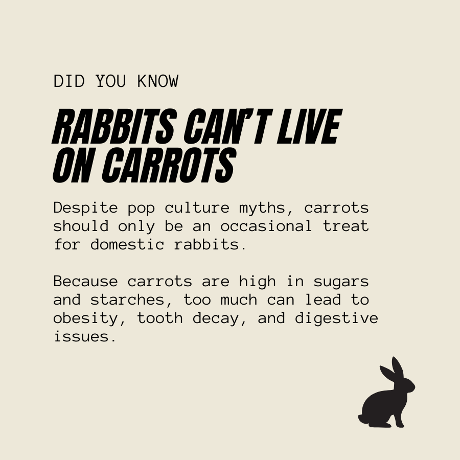 An informational graphic with the headline 'RABBIT CAN'T LIVE ON CARROTS' in bold black text on a warm beige background, followed by explanatory paragraphs and a black rabbit silhouette at the bottom right.