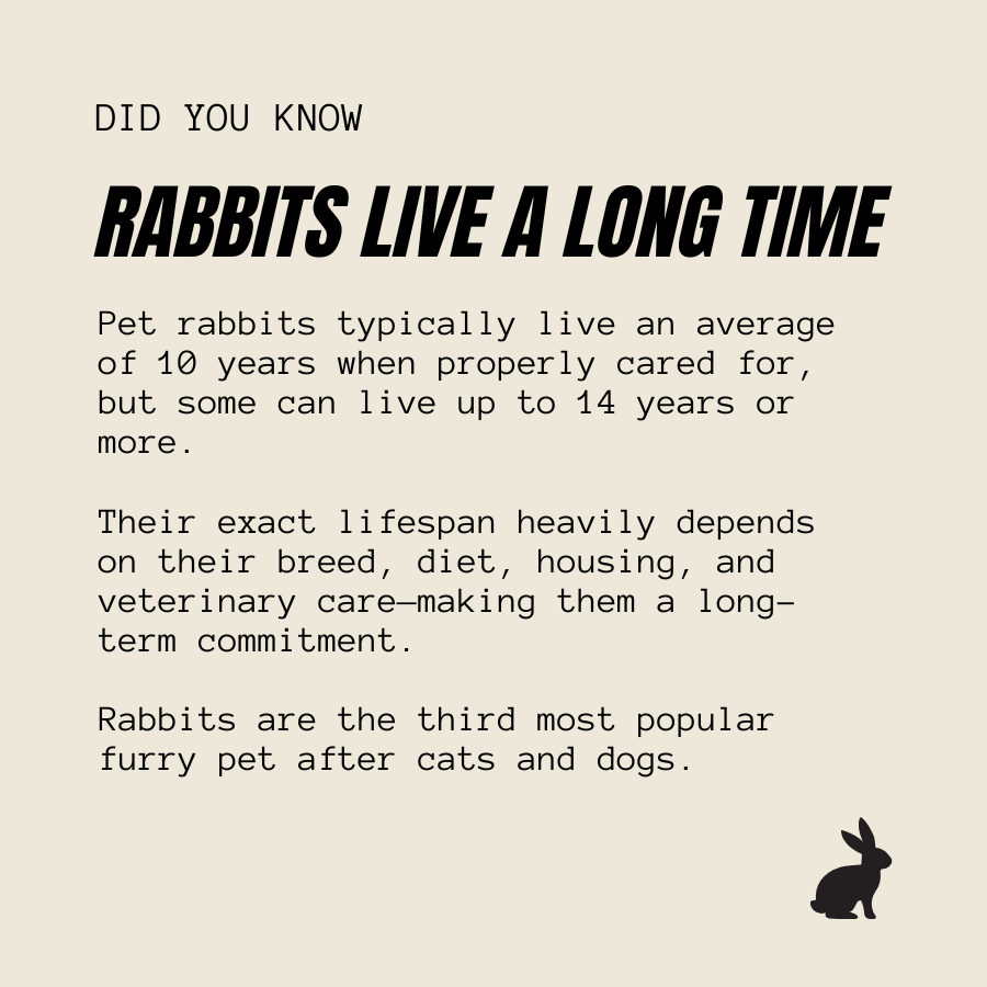 An informational graphic with the headline 'RABBITS LIVE A LONG TIME' on a warm beige background. The text explains that pet rabbits typically live 10 years with some reaching up to 14 years, depending on care, breed, diet, and housing.