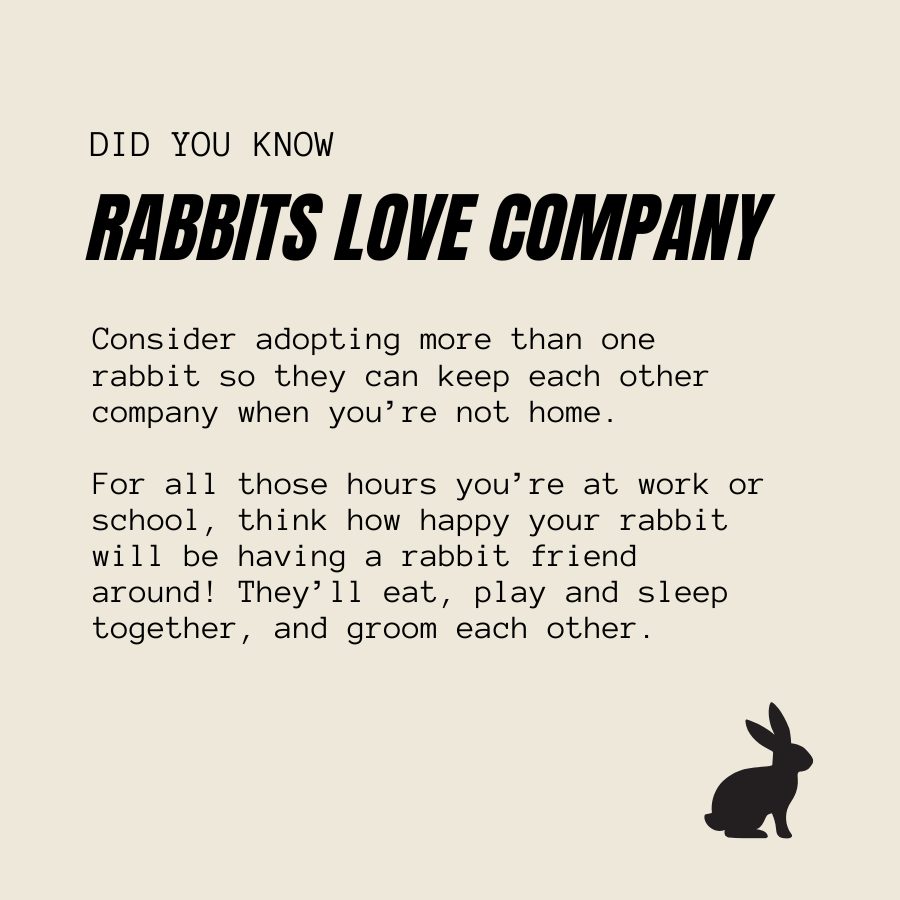 A text-based awareness graphic on a warm beige background with the headline 'RABbits LOVE COMPANY' and a paragraph about adopting more than one rabbit. A black rabbit silhouette appears in the lower right corner.