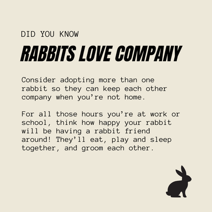 A text-based awareness graphic on a warm beige background with the headline 'RABbits LOVE COMPANY' and a paragraph about adopting more than one rabbit. A black rabbit silhouette appears in the lower right corner.